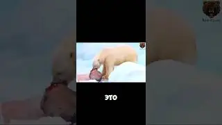 Белый Медведь - Царь Антарктиды 🐻‍❄️👑