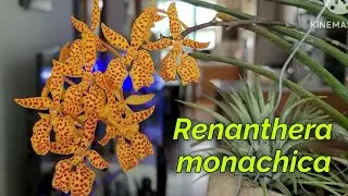 Renanthera monachica первое домашнее цветение.