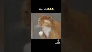 Смешные котики. Кот и зубная щётка. #shorts #cats