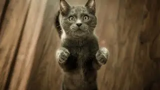 Cat's Fight # Mom and daughter #funny cat||must watch 🐈