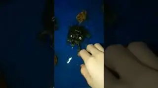 Riko the painted turtle came barging in the end 🤣 #turtles#pets#hungry#cute#redearedslider#turtle