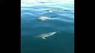 Dolphins