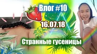 Влог ♡10 Странные гусеницы