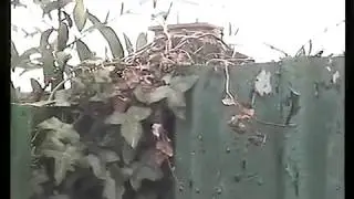 Bald headed Blackbird.