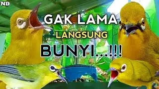 Terapi Suara Pleci Ribut ini AMPUH buat Pancing Emosi Pleci, Gak Lama dengar Langsung Bunyi
