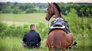 The Funniest Moments With Horses
