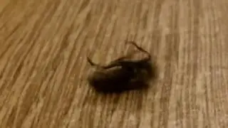 Муха денсер