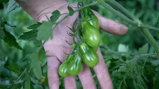 Lechuga y Cherry - En la sencillez está la vida - Huerta en otoño