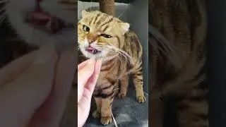 Угощенье для вкусненьких любимок🥰