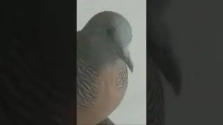 prkutut