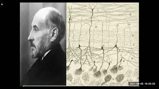 A Doutrina Neuronal de Ramón y Cajal: o pai da Neurociência Moderna | História da Neuropsicologia
