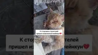 Кот умирал, но хотел жить. Кошки Задонского монастыря.