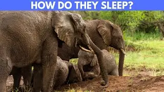 How Do Elephants Sleep?