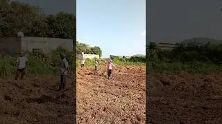 મગફળી ના ઘલા 🥜🥜🧑‍🌾 Mungafali Farming #agriculture #satisfying #shot
