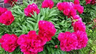 THE BEST SUPPORT FOR FLOWERS/BOUGHT AT SVETOTRAK