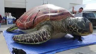 Giant Sea Turtle Set-up