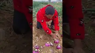 Interesting Onion Harvest Techniques 