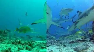 GOPRO vs new SRP and Backscatter RED FILTERS for DIVE HOUSING