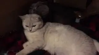 Кошачья любовь❤️