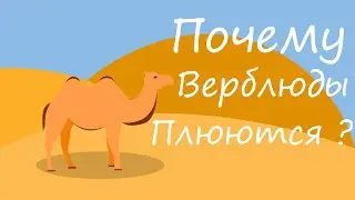 Почему верблюд плюется? Зачем он это делает?