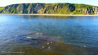 Видео 2. Нерпа/Seal. Будние летние деньки Нерп. #2021 #природа #россия #нерпа #seal #рыба