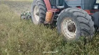 talerzowanie esparcety, glifosat nie dał rady