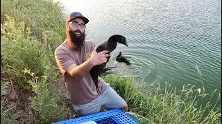 Moving Ducks to the Farm Pond!!!