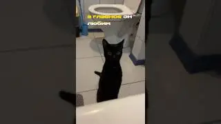 часть 2🥹 #котенок #кот #рек #коты #рекомендации