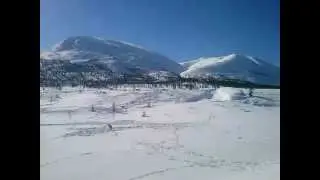 Зимник Якутия, олени бегают по дороге