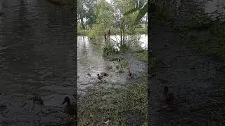 Утки под дождём