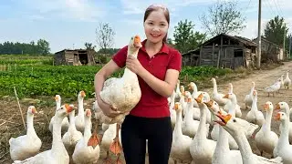 TIMELAPSE -- Harvest 100+Kg Giant Forest Duck & Rare Duck Egg, Cook Spicy Soup | Han Harvesting
