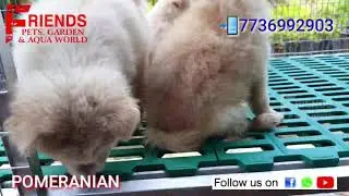 Pomeranian