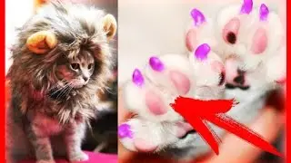 ТОП 7 ПОЛЕЗНЫХ ТОВАРОВ ДЛЯ КОТОВ И КОШЕК С ALIEXPRESS  ЛУЧШЕЕ С АЛИЭКСПРЕСС