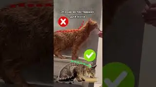 How to correctly give treats to a cat 