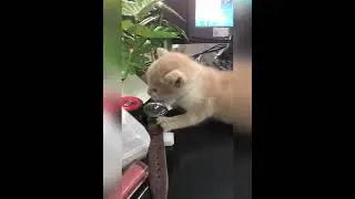 Office boy