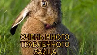 ОХОТА НА ЗАЙЦА (hunting)2022. взят 1 заяц из 4х, много травленного зайца.
