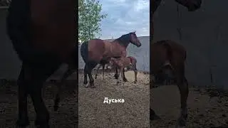 Кобыла Куба и приёмный жеребёнок вернулись с пастбища. 