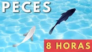 😸CAT GAMES | FISH 8 HOURS VERSION🐟