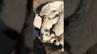 Щенки алабай на улице