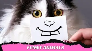 Funny Animals - Laugh Your Way To Success