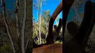 BULL ELK MESSES WITH TRAIL CAM