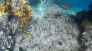 Klein Bonaire drift snorkeling an amazing coral reef hd