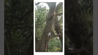 Indian giant squirrel #shorts #youtubeshorts in Mahabaleshwar