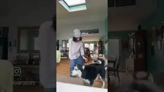 Huskies ❤️