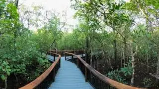 Madja Botanical Walk, Daintree National Park (Cape Tribulation) - 360° Walkthrough | VR 4K