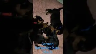 German Rottweiler Puppies.....      #puppy #rottweilerpuppy #rottweiler