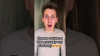 Самая милая собачка в мире😍😍😍