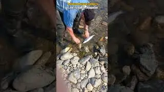 Отпускай! Да это ж самочка!  Пусть эта самочка плодит себе подобных