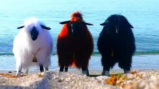 Морские овцы / Sea Sheeps / Пуфики ручной работы