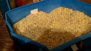 Новые питомцы. Котята Мей Куны.